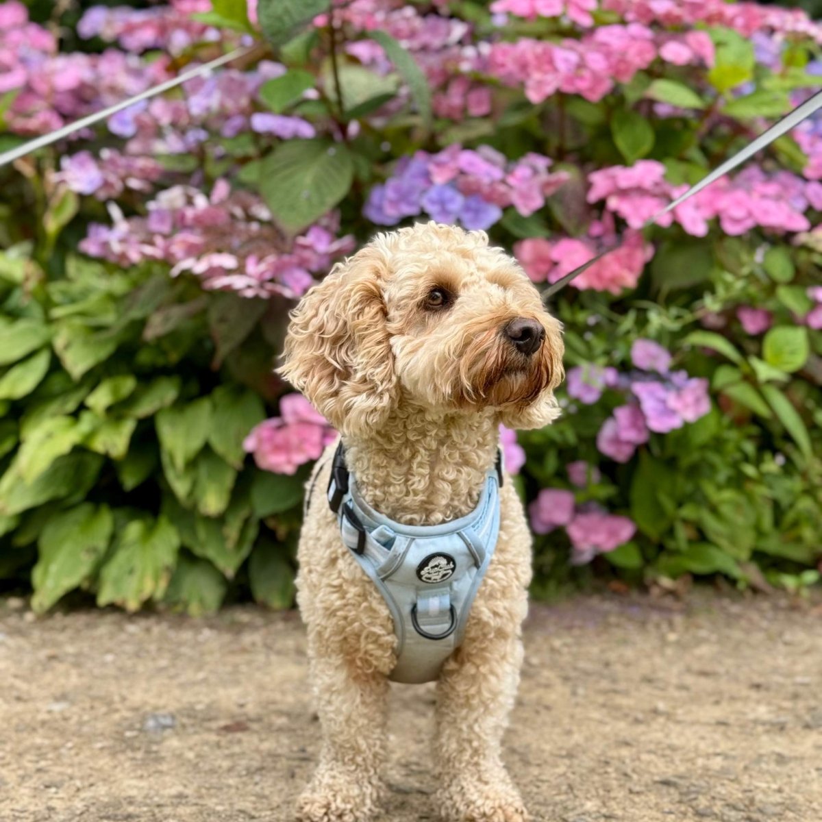 cockapoo wearing medium Pastel blue rugged rover dog harness from Pupclub Couture