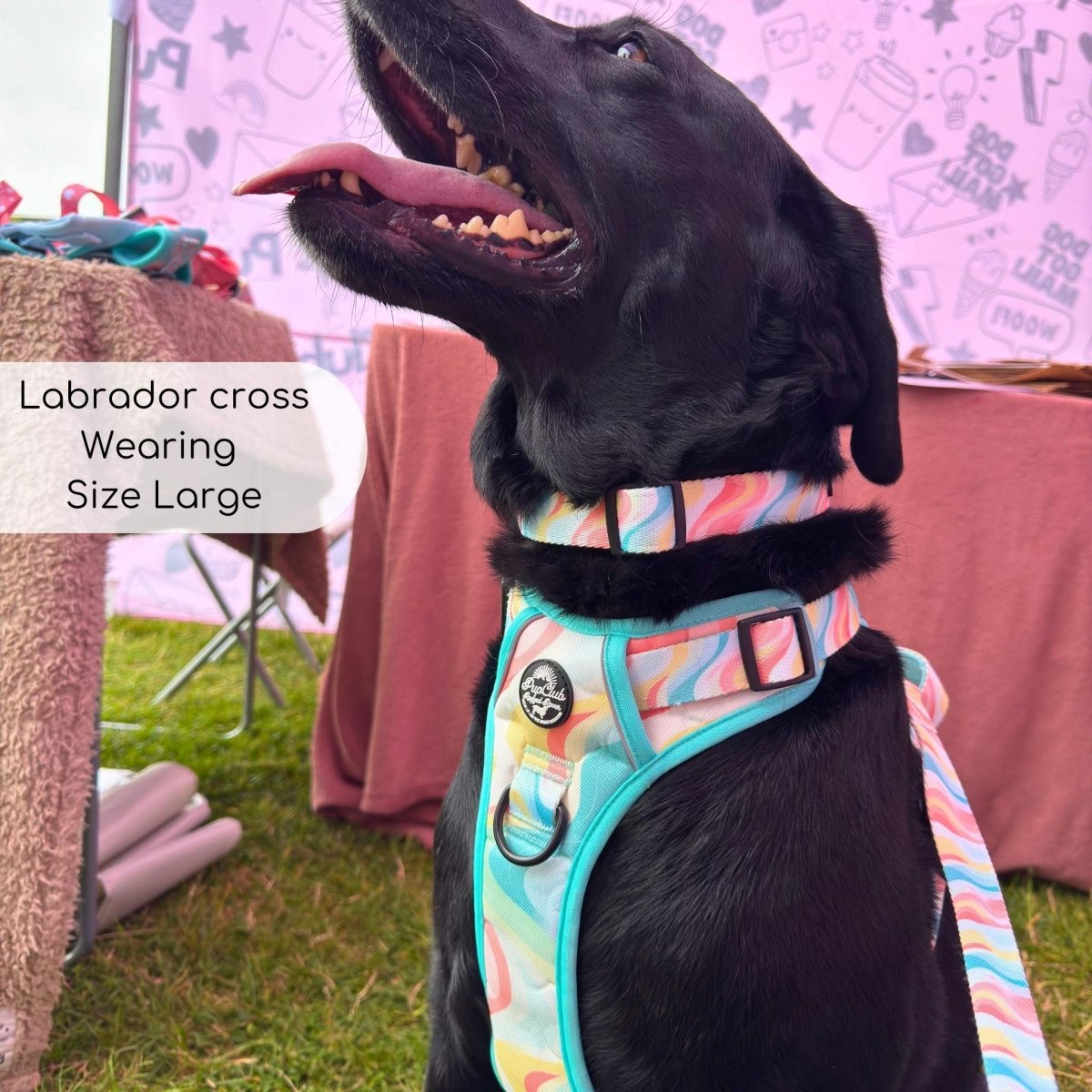 Labrador wearing Rugged Rover Dog Harness - Pastel Waves - Pupclub Couture