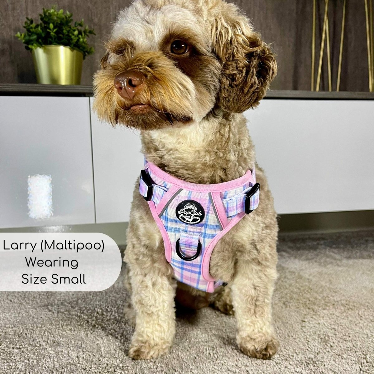 Maltipoo wearing Rugged Rover Dog Harness - Pink Tartan - Pupclub Couture