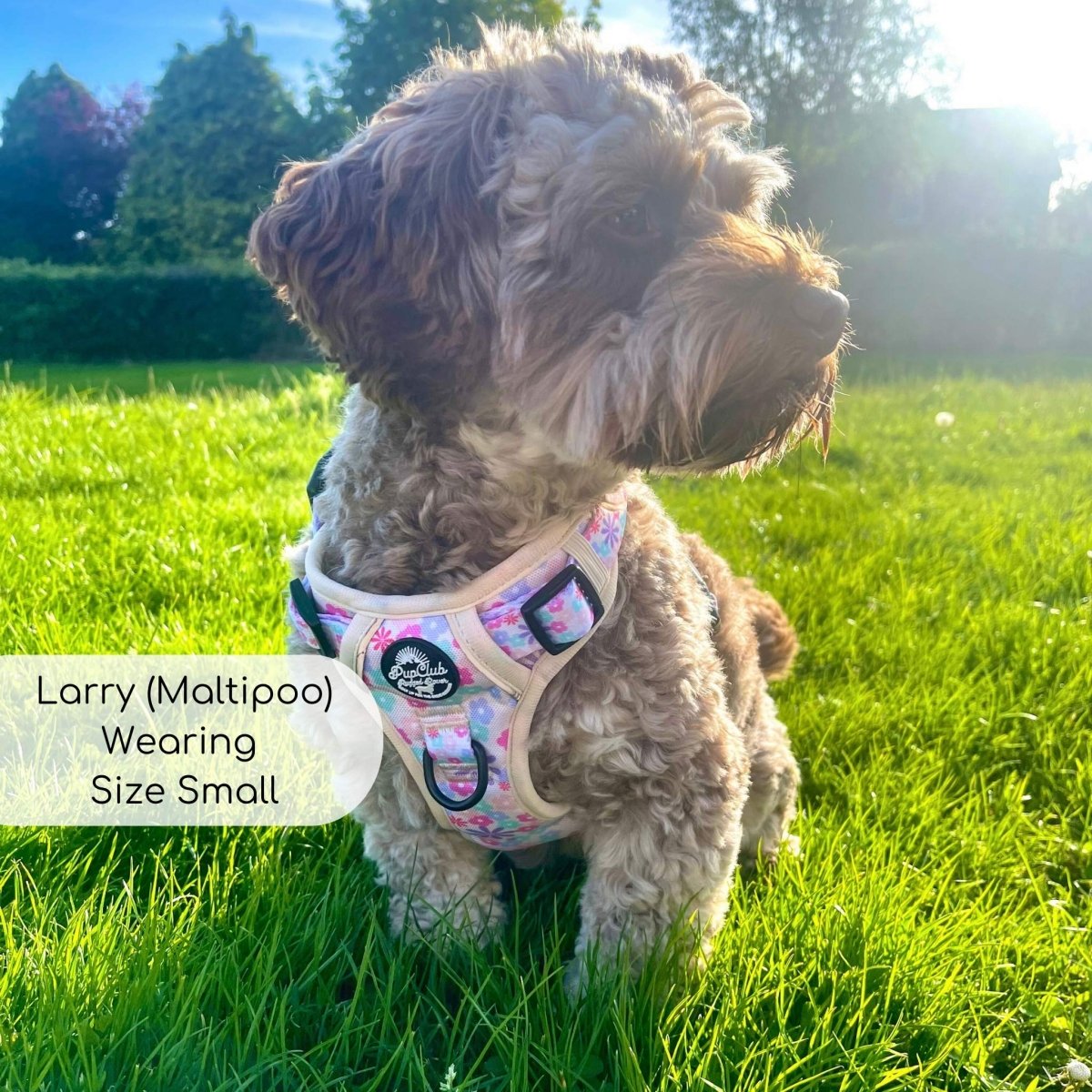 Dog wearing premium travel harness for safe road trip journeys