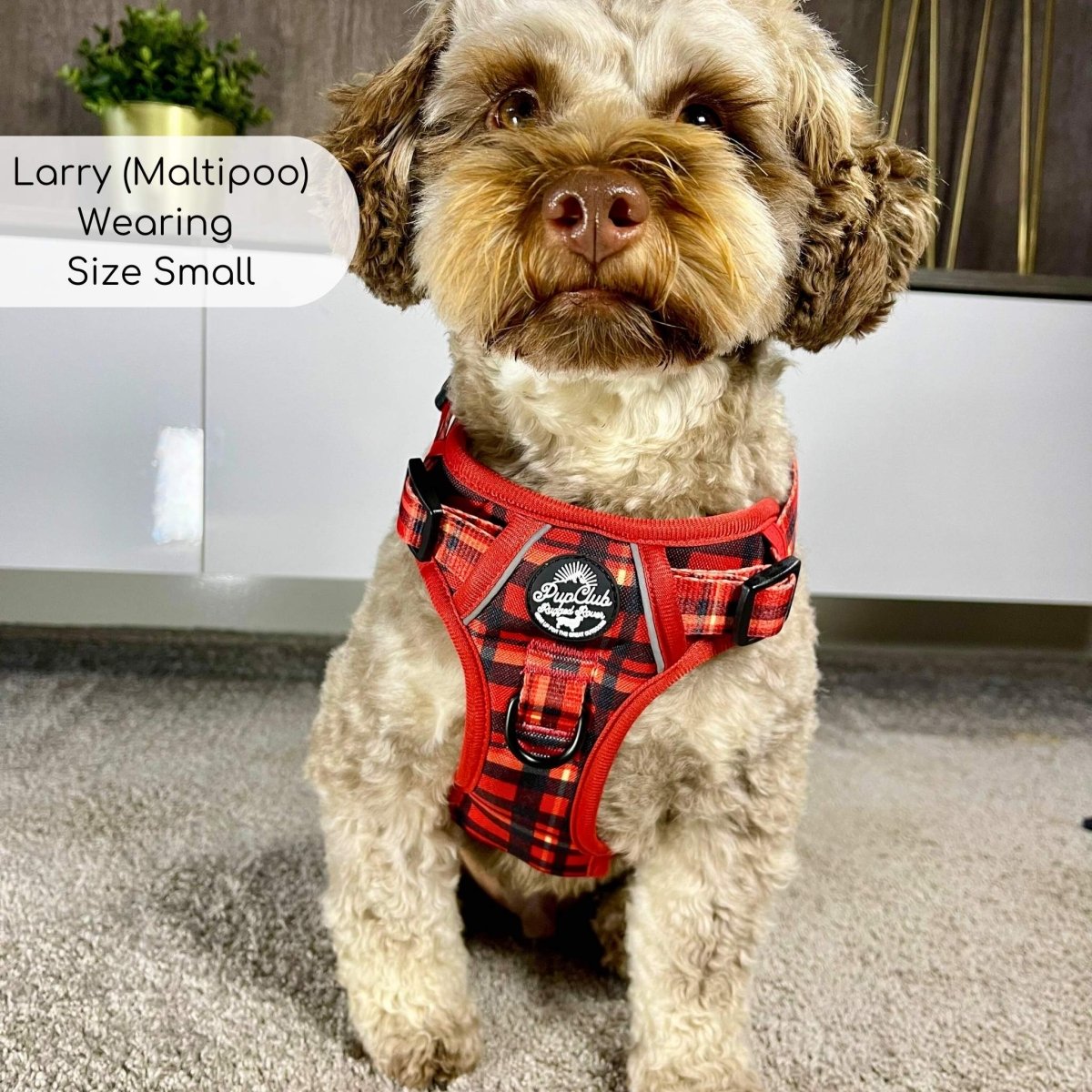 Pooch couture dog harness 2025