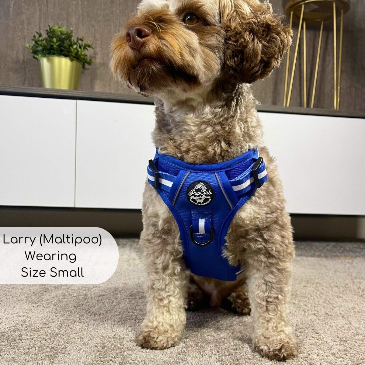 Rugged Rover Dog Harness - Royal blue - Pupclub Couture