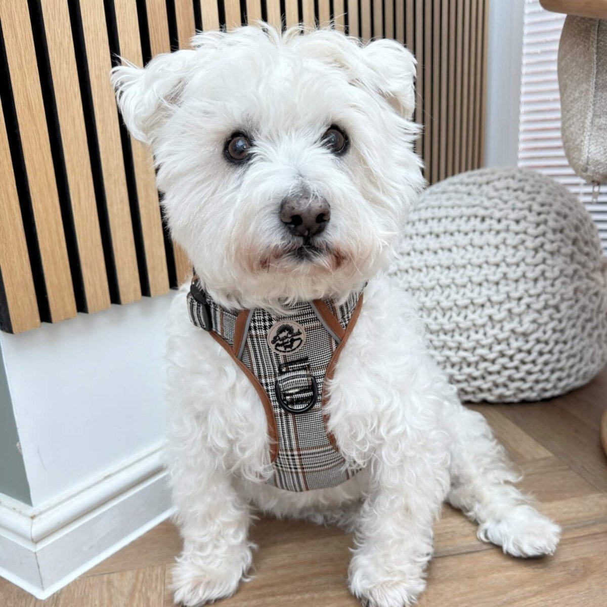 Westie Dog Foxbury Plaid no pull dog harness - PupClub Couture