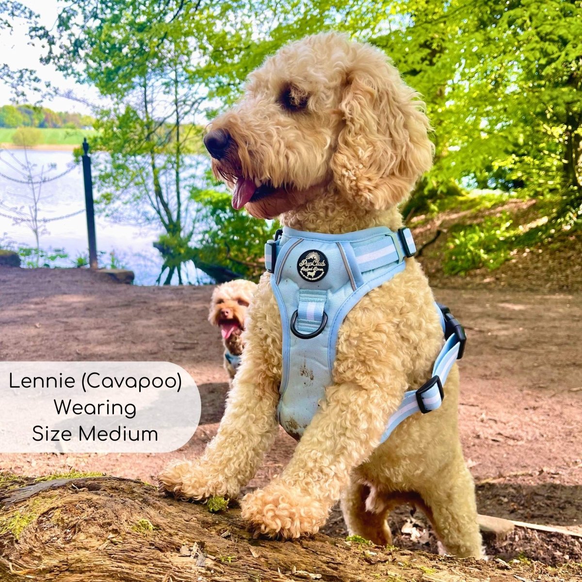 cockapoo wearing medium Pastel blue rugged rover dog harness from Pupclub Couture