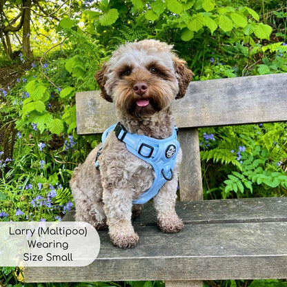 Maltipoo wearing small Pastel blue rugged rover dog harness from Pupclub Couture