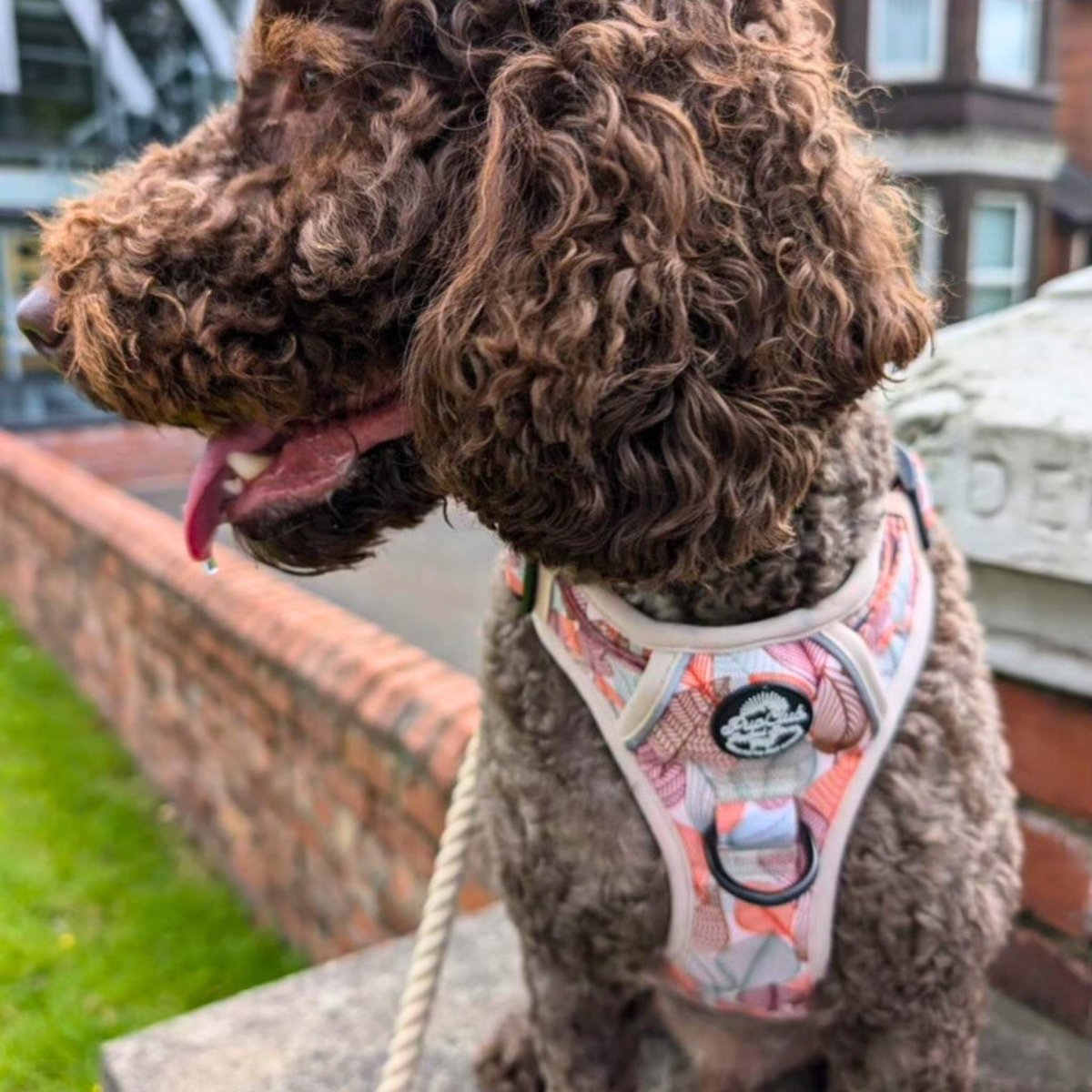 Cockapoo wearing rugged rover dog harness - autumn breeze - PupClub Couture