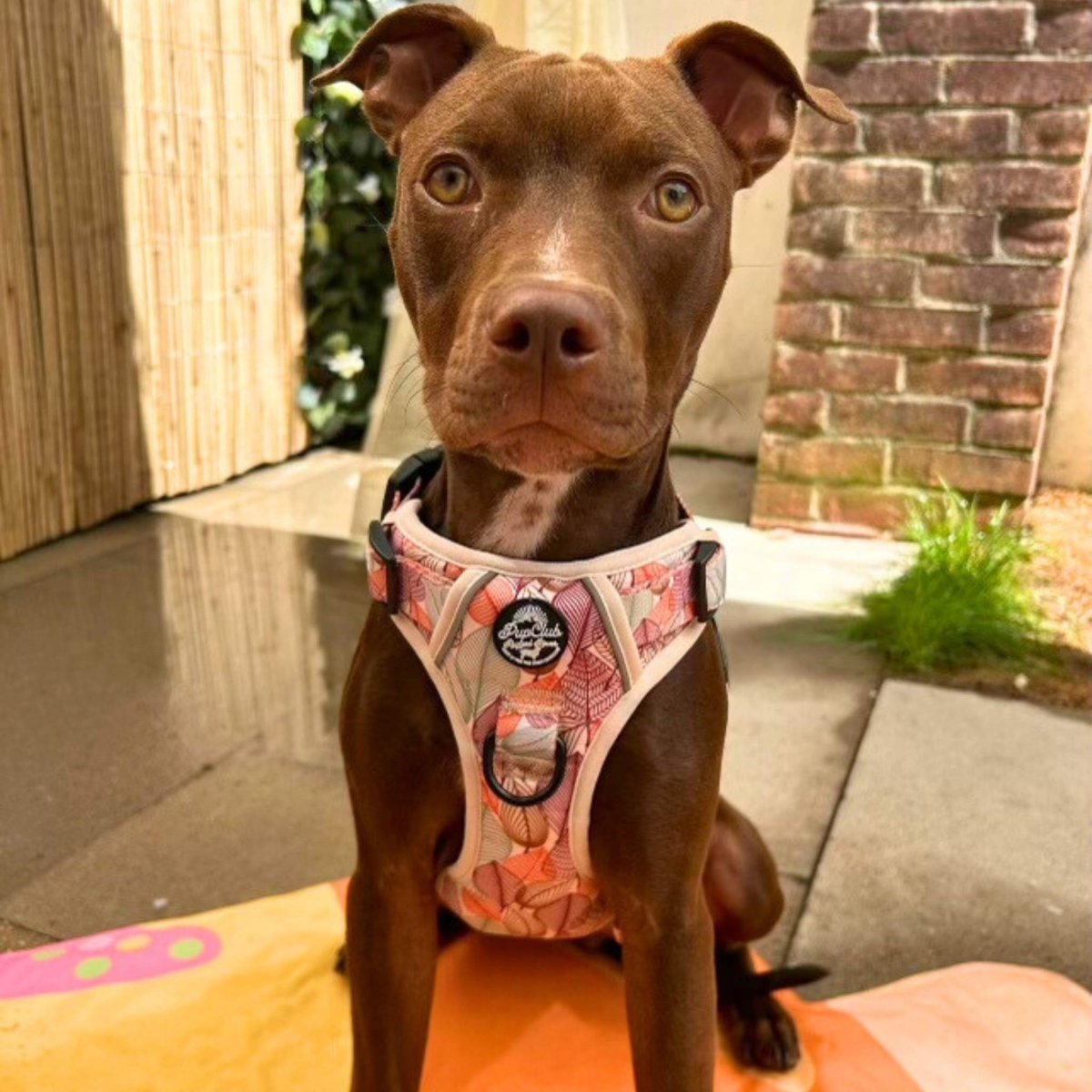 Staffy wearing rugged rover dog harness - autumn breeze - PupClub Couture
