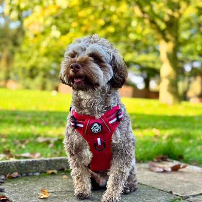Maltipoo wearing Rugged Rover No Pull Dog Harness - Berry Red - Pupclub Couture