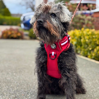 Rugged Rover Dog Harness - Berry Red - Pupclub Couture