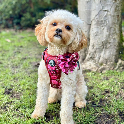 Small Dog Wearing Rugged Rover No Pull Dog Harness - Burgundy Bloom - Pupclub Couture