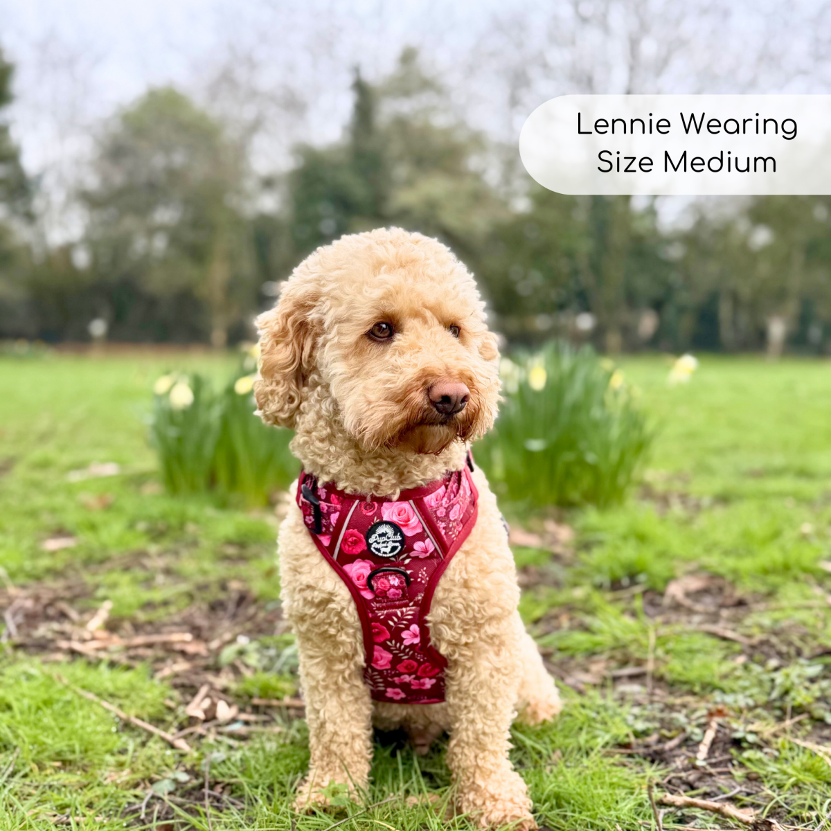 Cavapoo Dog Wearing Rugged Rover No Pull Dog Harness - Burgundy Bloom - Pupclub Couture