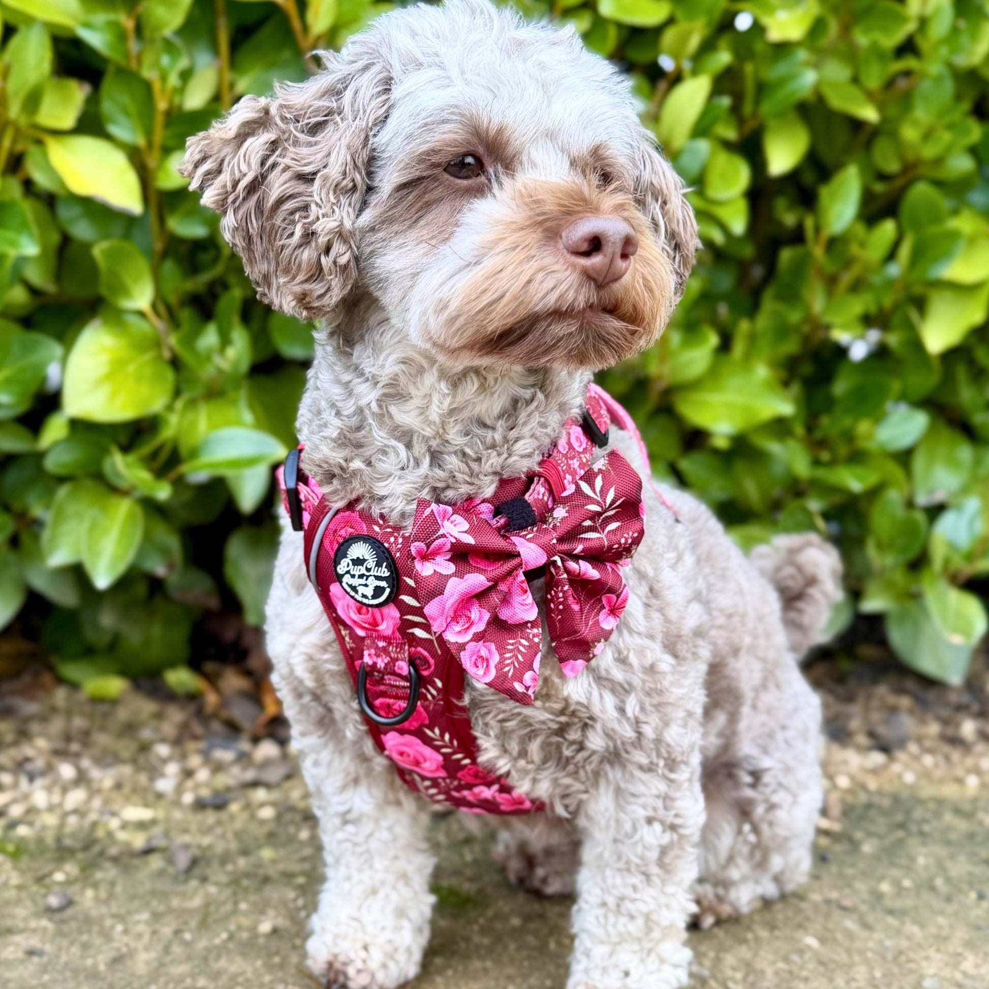 Cockapoo Dog Wearing Rugged Rover No Pull Dog Harness - Burgundy Bloom - Pupclub Couture