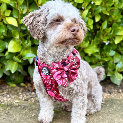 Cockapoo Dog Wearing Rugged Rover No Pull Dog Harness - Burgundy Bloom - Pupclub Couture