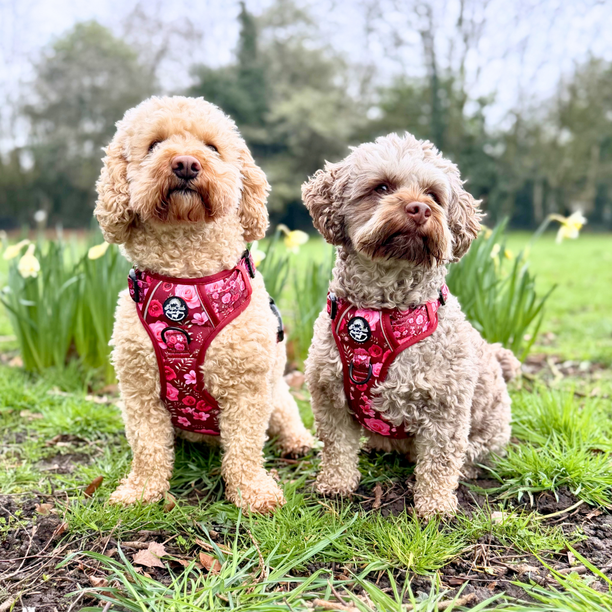 Dogs Wearing Rugged Rover No Pull Dog Harness - Burgundy Bloom - Pupclub Couture