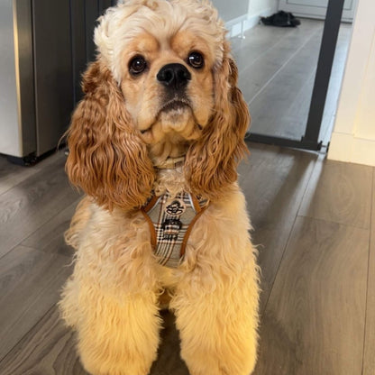 Rugged Rover No-Pull Dog Harness - Foxbury Plaid - Pupclub Couture