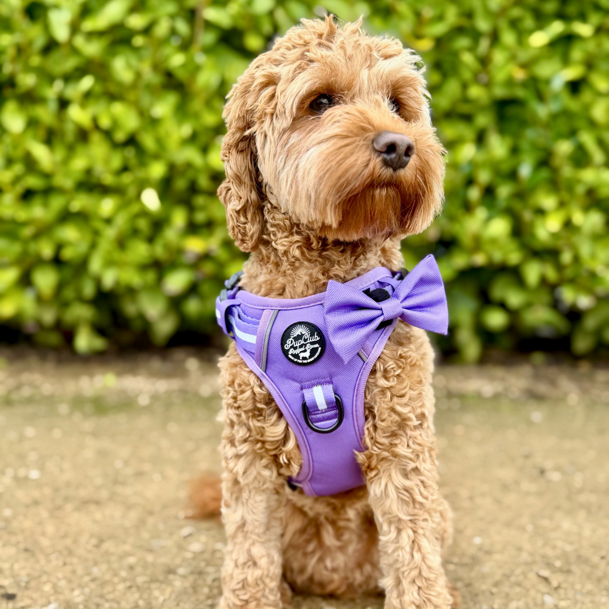 Dog Wearing Rugged Rover Dog Harness - Lilac Blush - Pupclub Couture