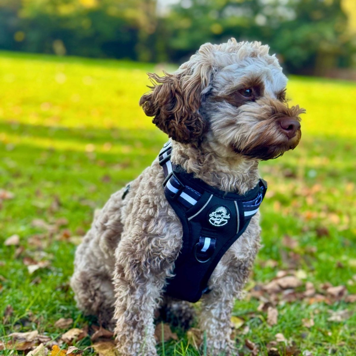 Rugged Rover™ No Pull Dog Harness - Midnight Black - PupClub Couture