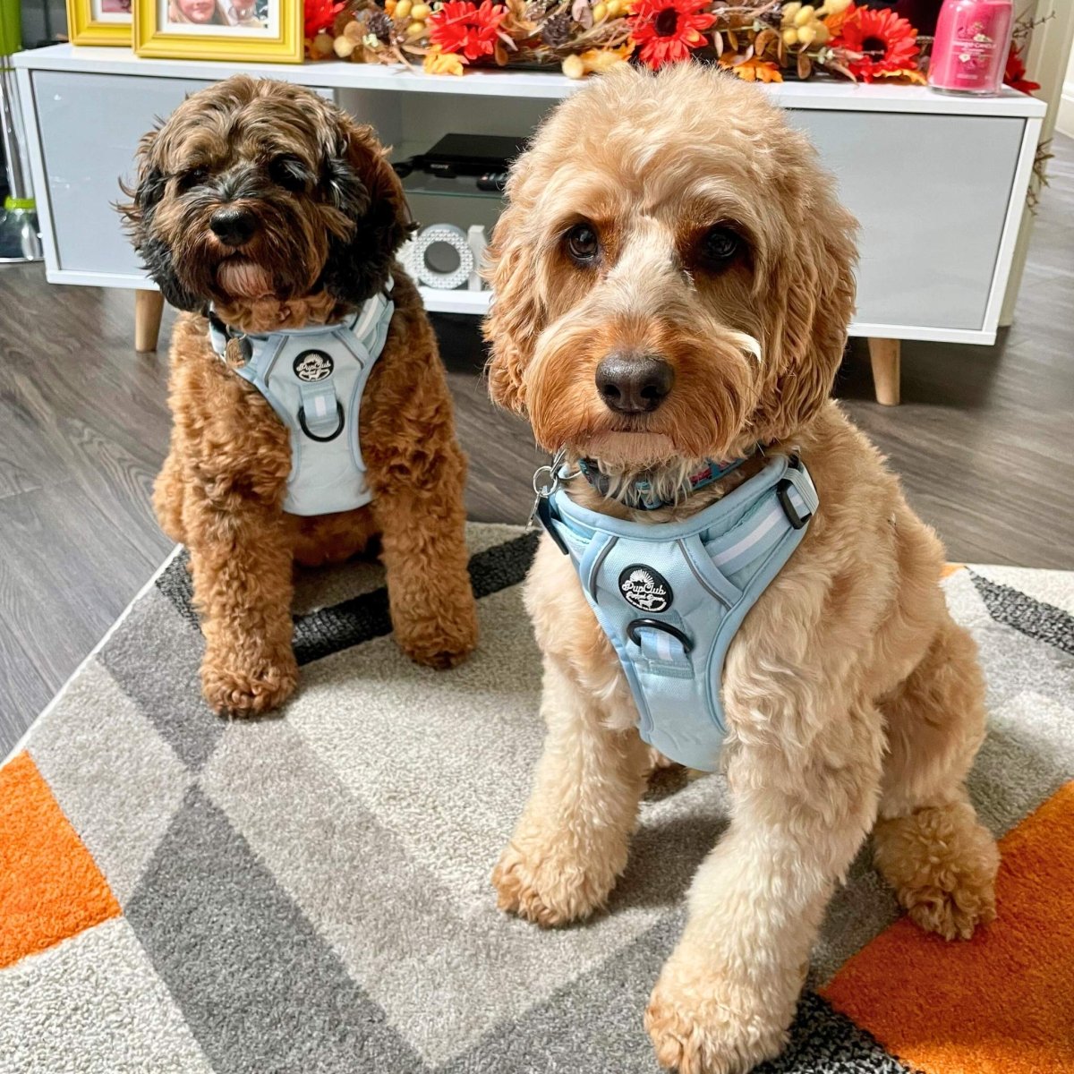 cockapoo wearing medium Pastel blue rugged rover No Pull dog harness from Pupclub Couture