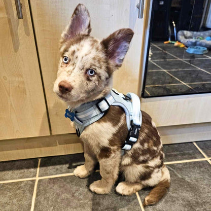 Pastel blue rugged rover dog harness from Pupclub Couture