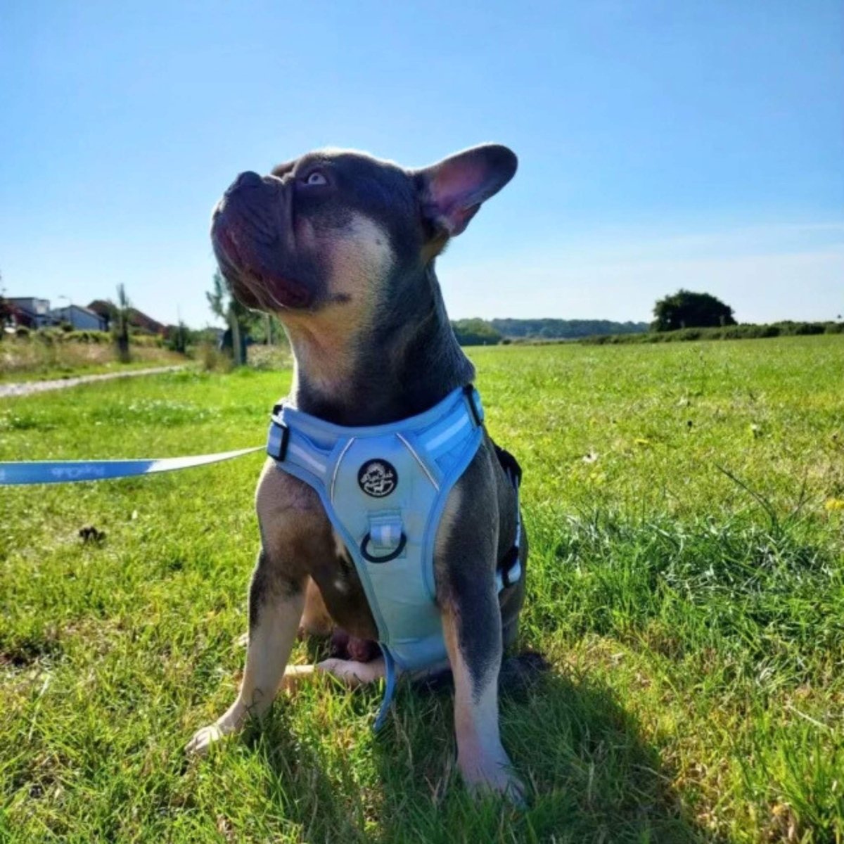 Pastel blue rugged rover dog harness from Pupclub Couture