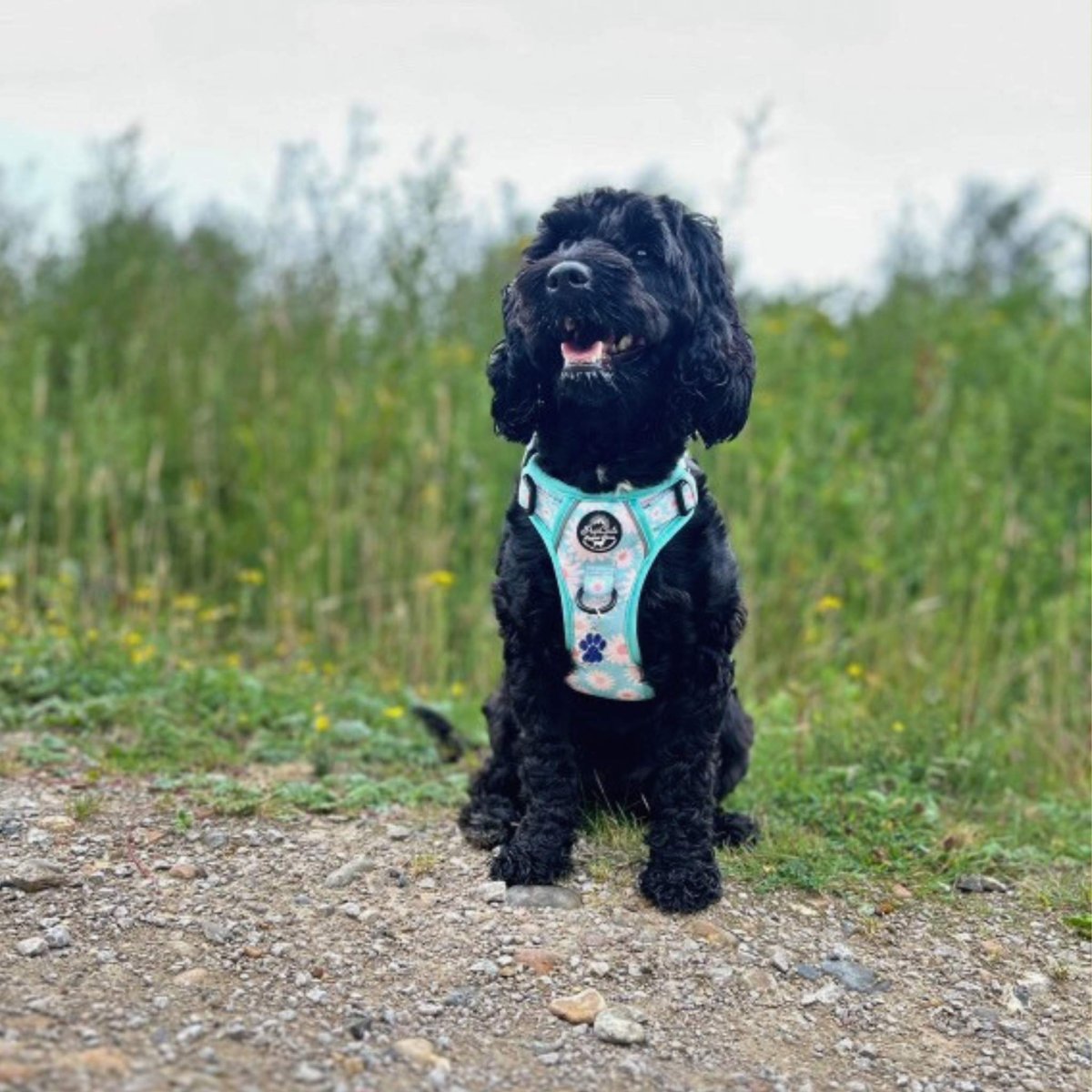 Cockapoo wearing rugged rover dog harness - Pastel Daisy - Pupclub couture