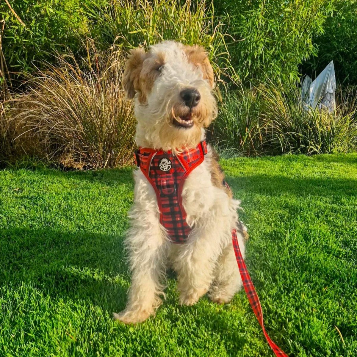 Rugged Rover No Pull Dog Harness - Red Tartan - Pupclub Couture
