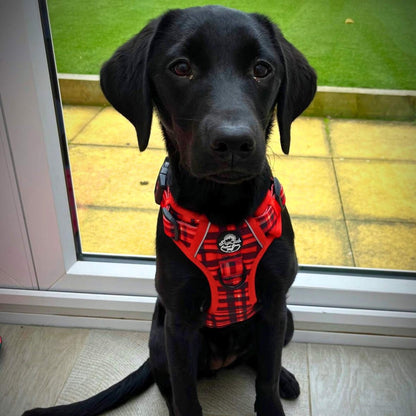Labrador wearing Rugged Rover No Pull Dog Harness - Red Tartan - Pupclub Couture