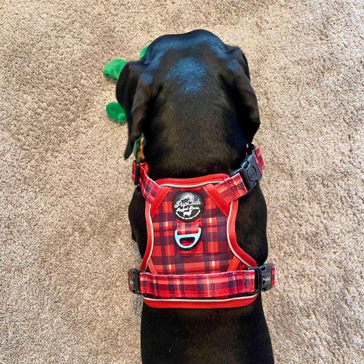 dachshund wearing Rugged Rover No Pull Dog Harness - Red Tartan - Pupclub Couture