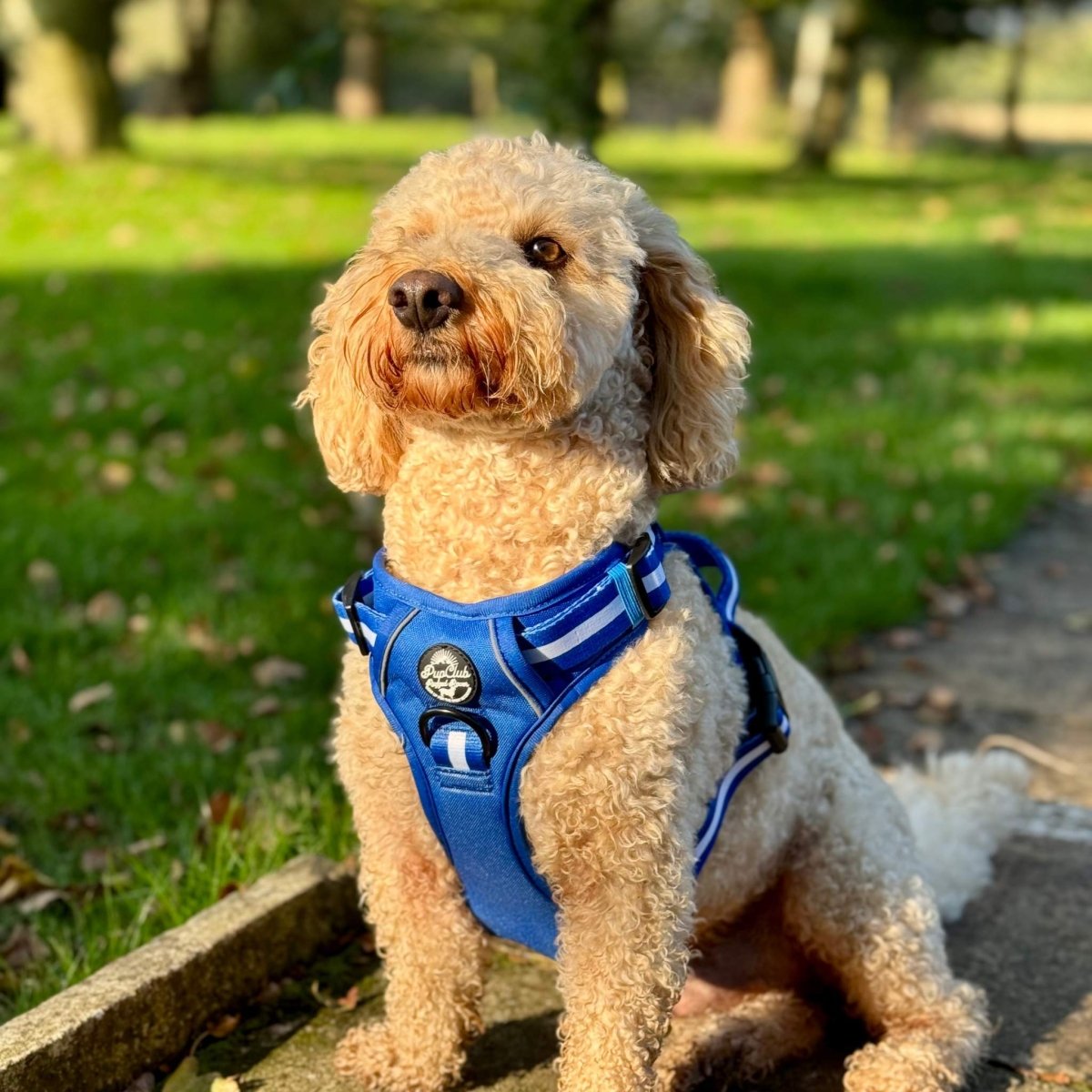 Cockapoo wearing Rugged Rover No Pull Dog Harness - Royal blue - Pupclub Couture