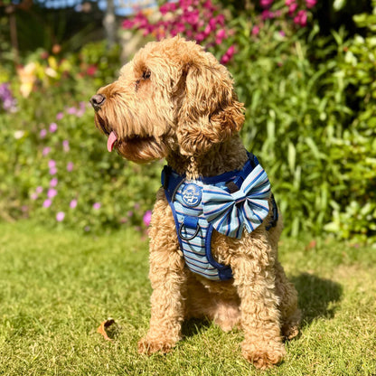 cockapoo dog wearing Rugged Rover No Pull Dog Harness - Sea Breeze Strpes - PupClub Couture