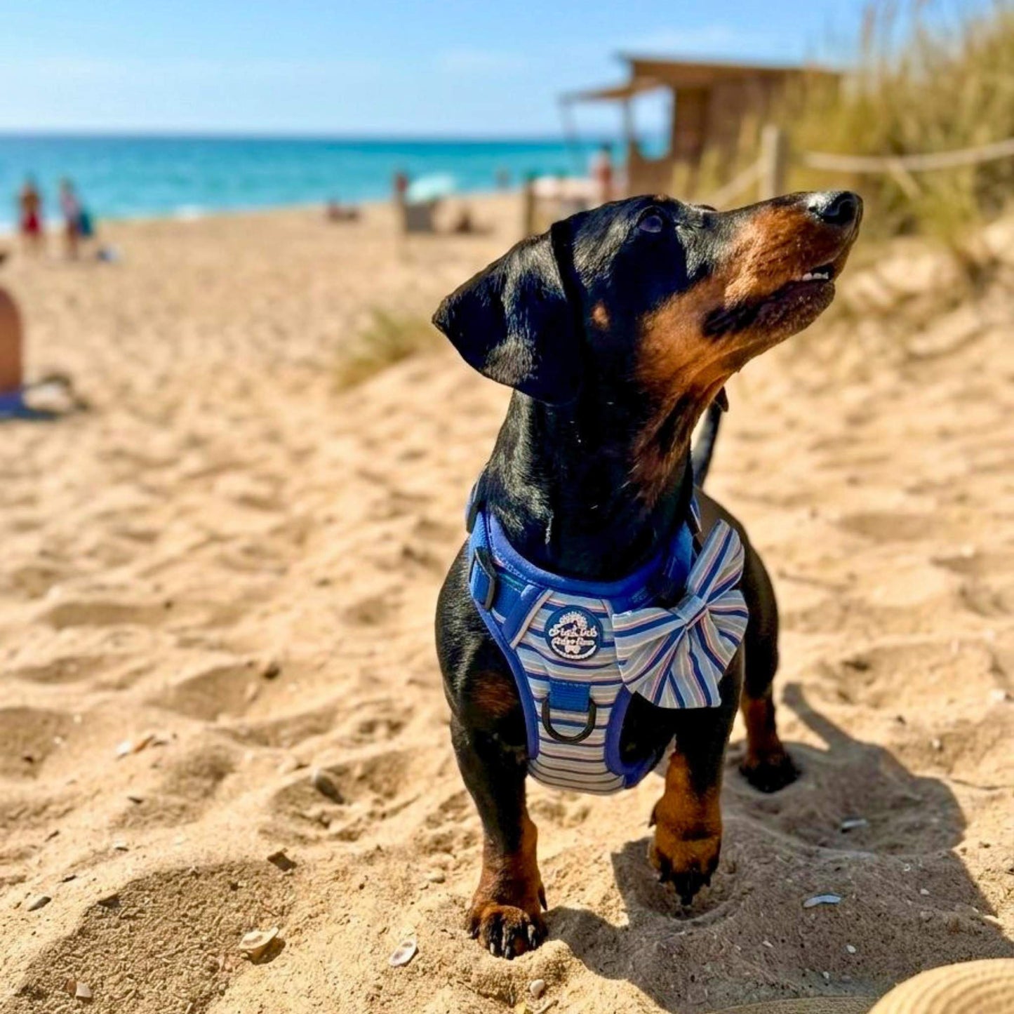 Dachshund dog wearing Rugged Rover No Pull Dog Harness - Sea Breeze Strpes - PupClub Couture