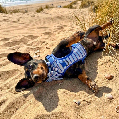 Mini Dachshund dog wearing Rugged Rover No Pull Dog Harness - Sea Breeze Strpes - PupClub Couture
