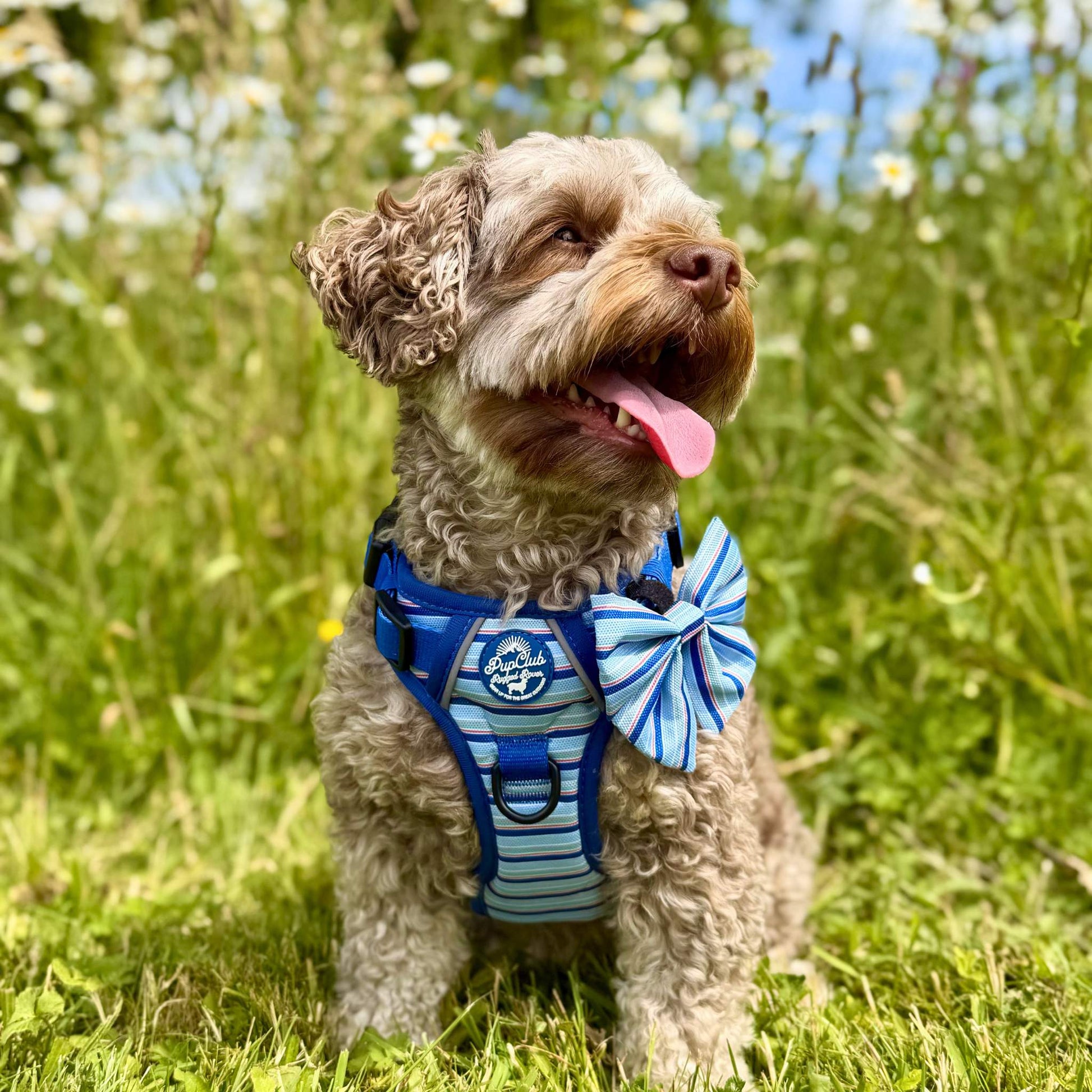 Maltese dog wearing Rugged Rover No Pull Dog Harness - Sea Breeze Strpes - PupClub Couture