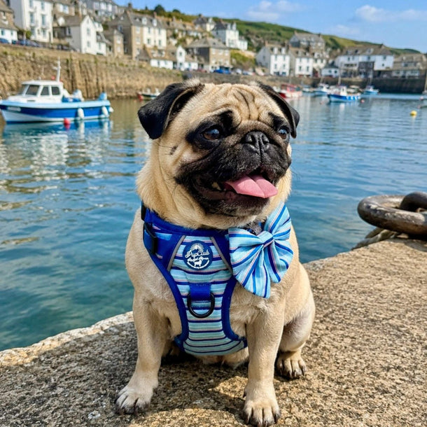 Pug dog wearing Rugged Rover No Pull Dog Harness - Sea Breeze Strpes - PupClub Couture