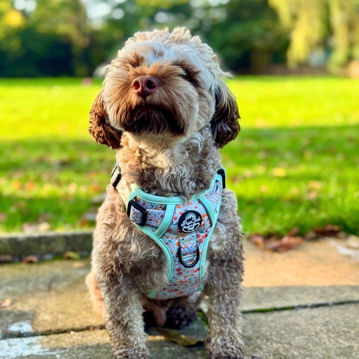 Dog enjoying summer in Woodland Friends harness