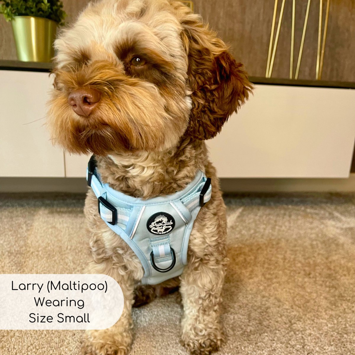 Maltipoo wearing small Pastel blue rugged rover dog harness from Pupclub Couture