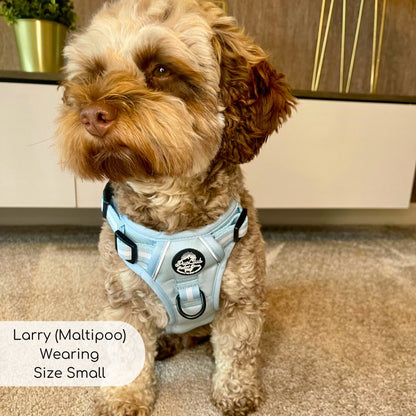 Maltipoo wearing small Pastel blue rugged rover dog harness from Pupclub Couture