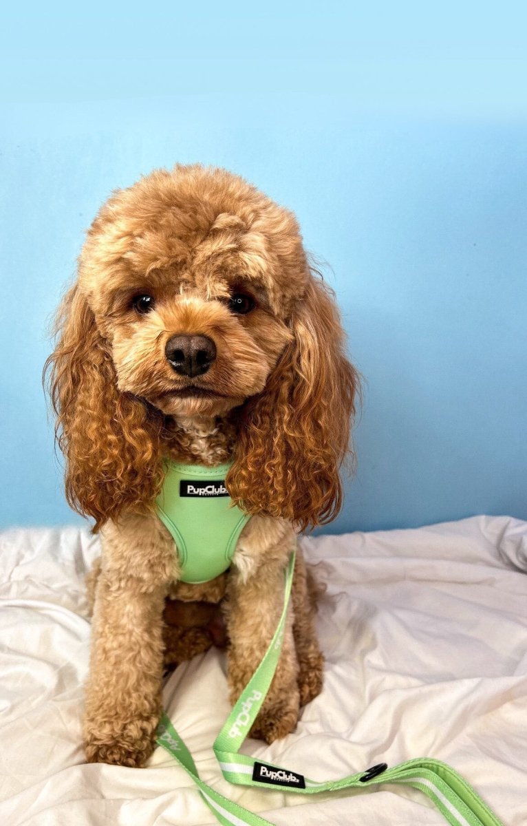 dog lead leash green cockapoo pupclub couture