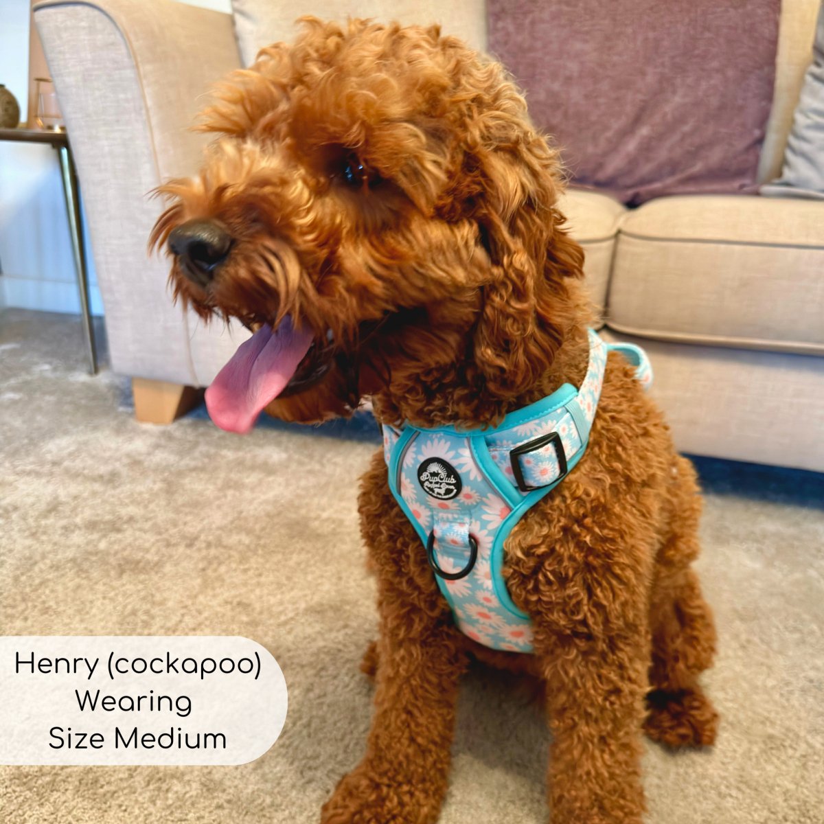 Pupclub couture rugged rover pastel daisy Henry