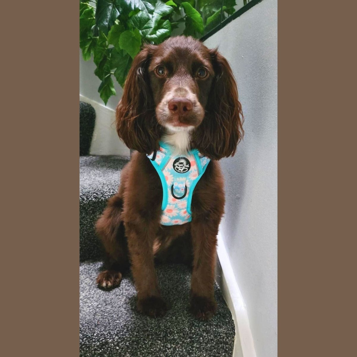 Rugged Rover no pull Harness daisy pattern spaniel