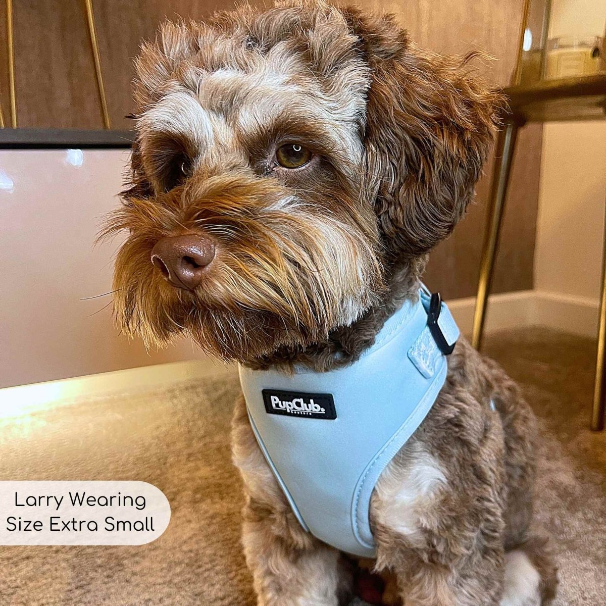 adjustable Dog harness pastel blue Maltipoo