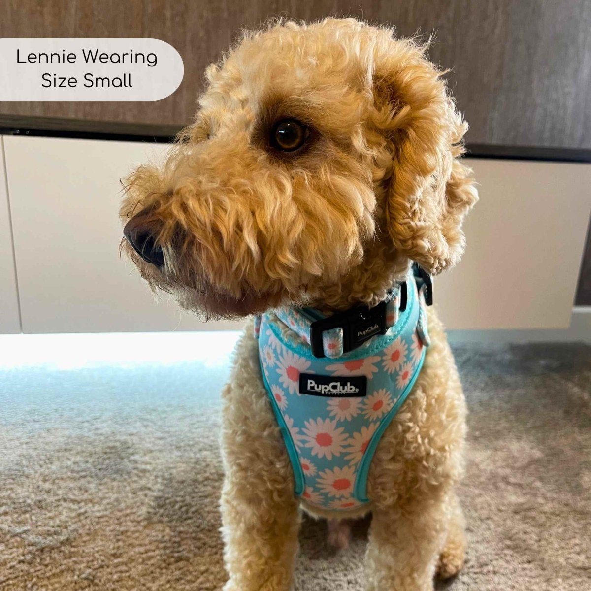 adjustable harness pastel daisy small cavapoo