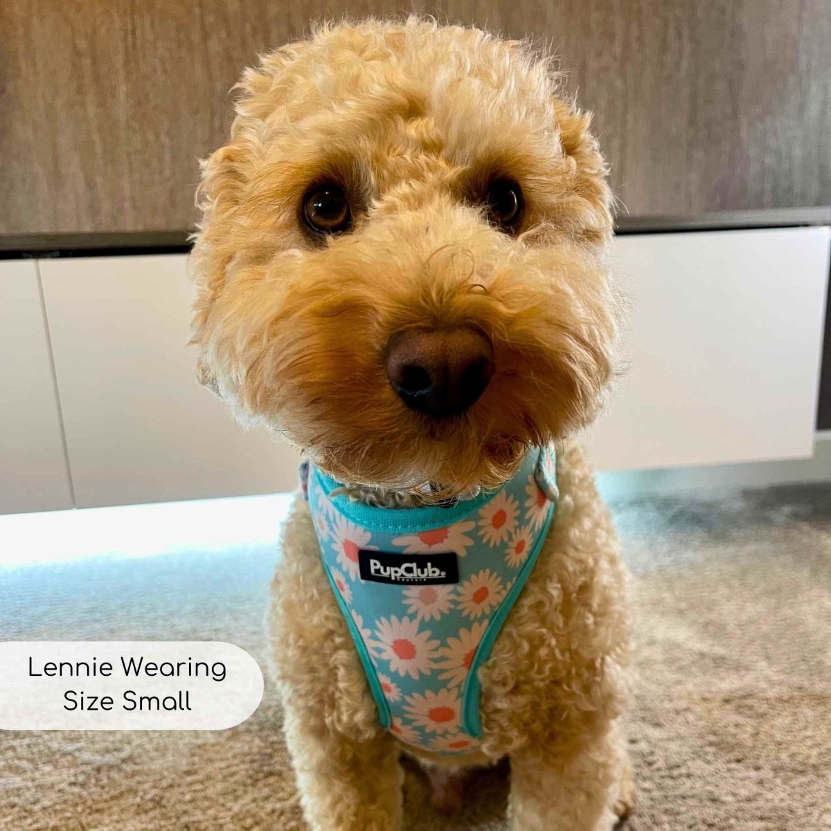 adjustable harness pastel daisy small cavapoochon